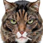 Blacksad Graphic Novel by Dark Horse Books-0
